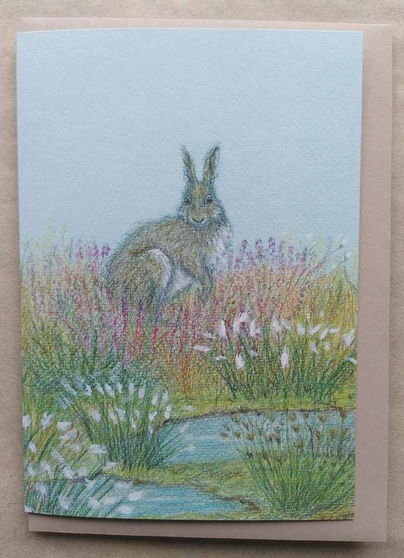Irish Hare