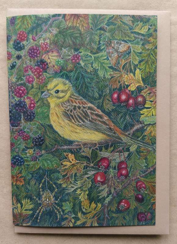 Yellowhammer