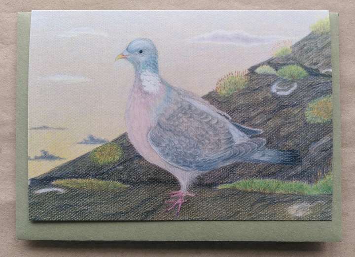 Wood Pigeon