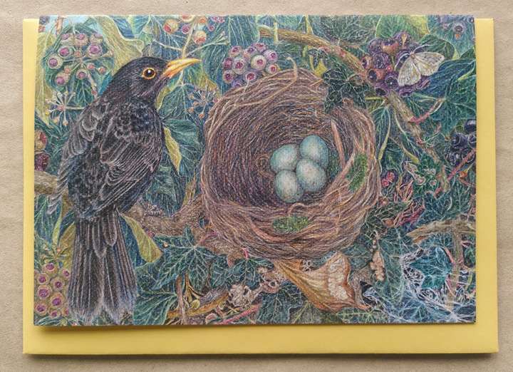 Blackbird in Nest