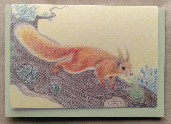 Red Squirrel