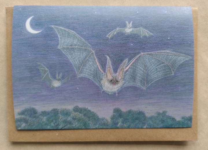 Long-eared Bat