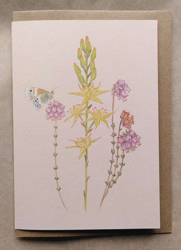 Bog Asphodel