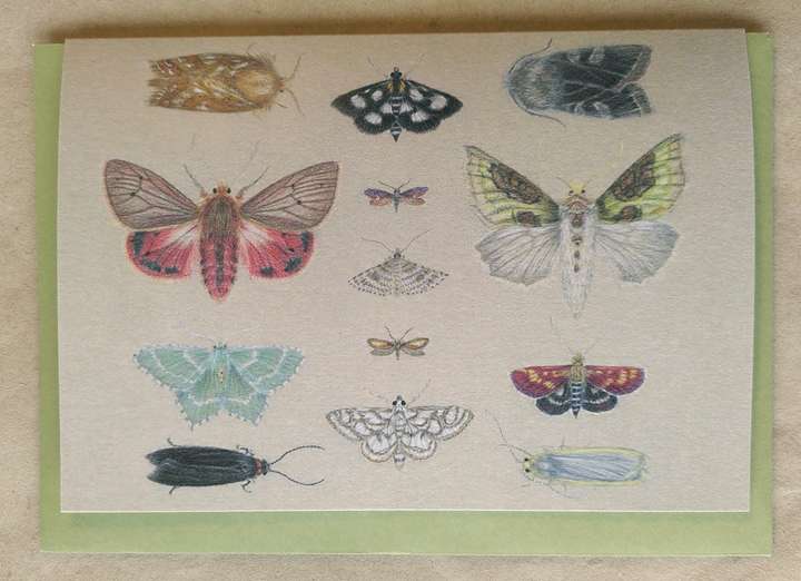 Moths