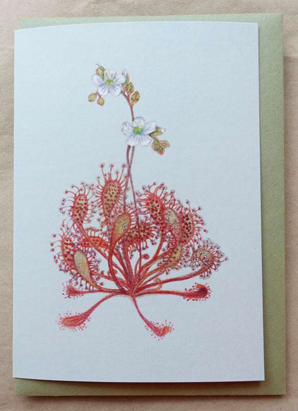 Sundew