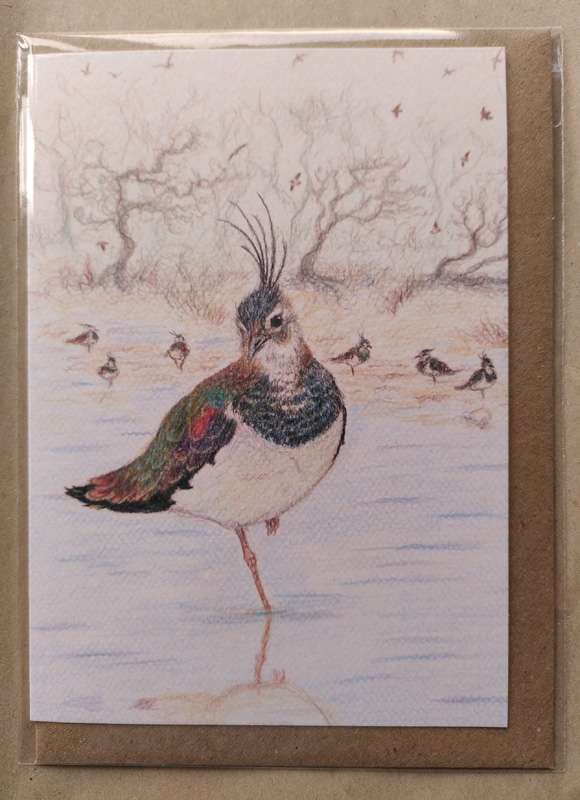 Lapwing