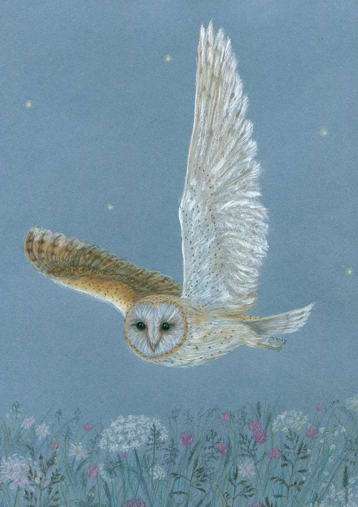 Barn Owl A4 Print
