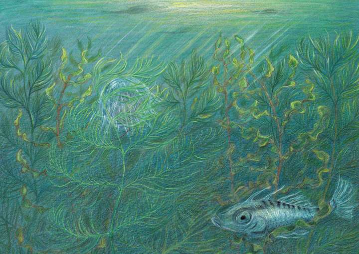 NEW PRINTING Diving Bell Spider