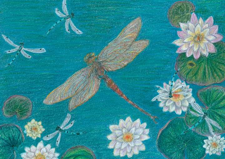Dragonfly Pond