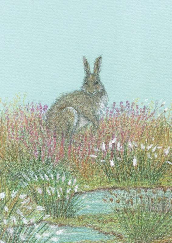 Irish Hare