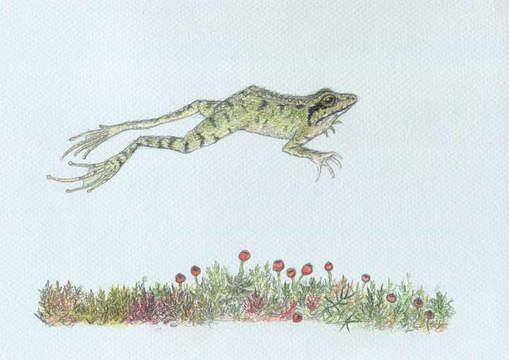 Leaping Frog