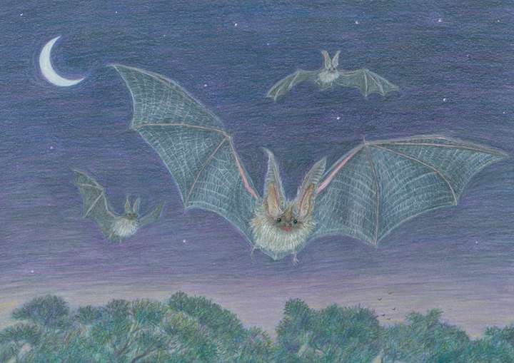 Long Eared Bat