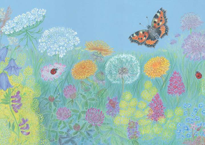 Meadow with Tortoiseshell