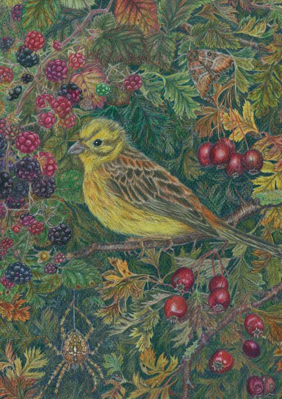 Yellowhammer