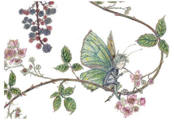 Bramble & Butterfly