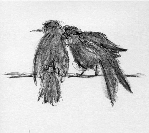 Crow Lovers