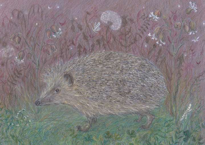 a Hedgehog at Night