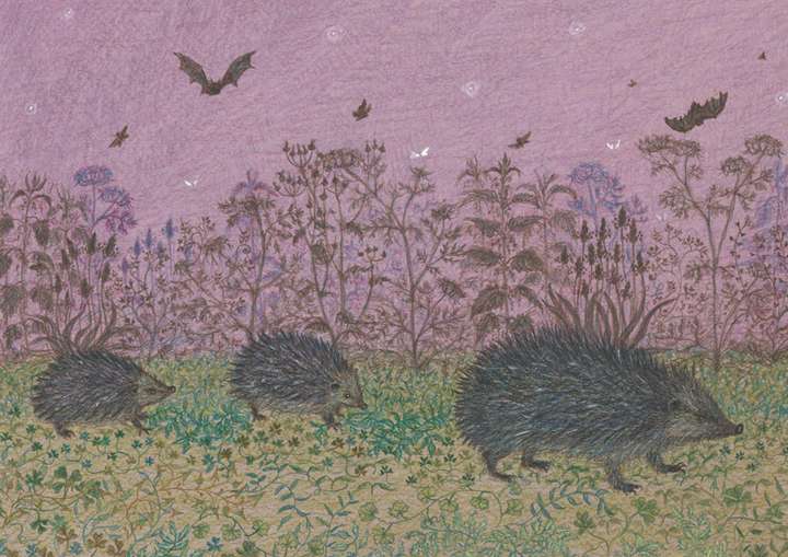 Hedgehog Family