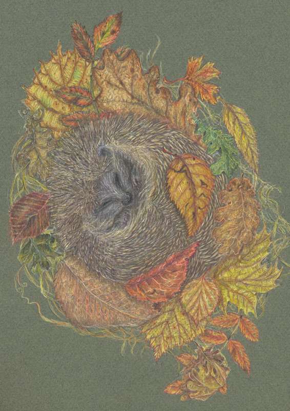 NEW Hibernating Hedgehog