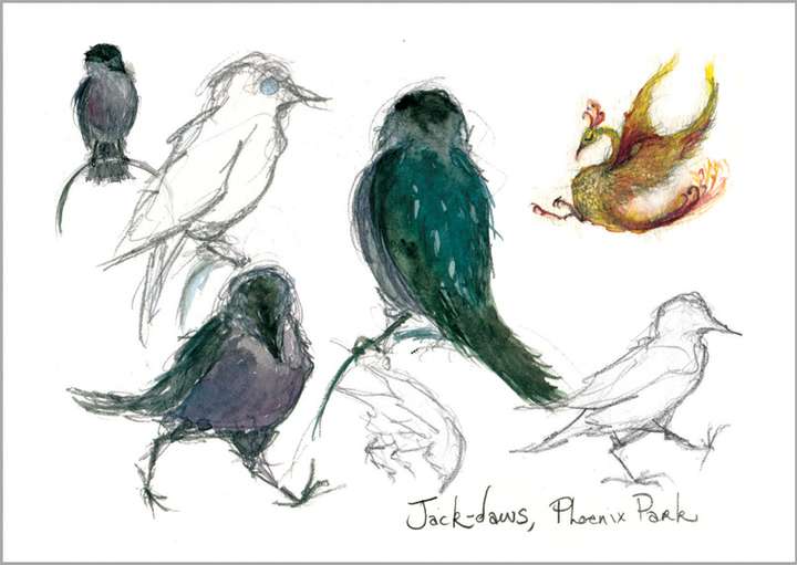 Jackdaws in the Phoenix Park