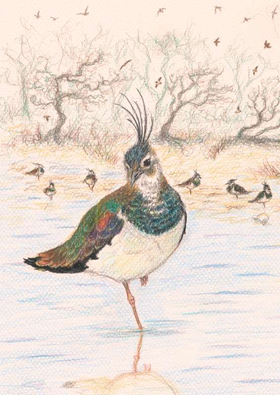 Lapwing