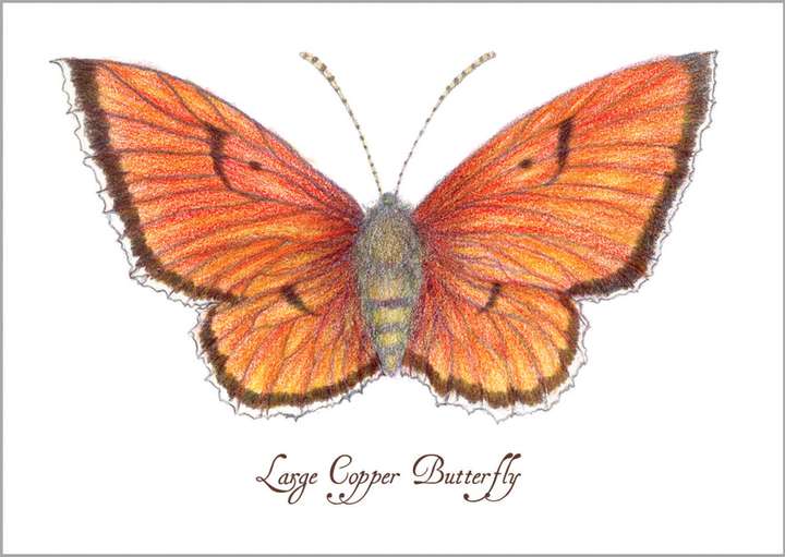 Large Copper Butterfly