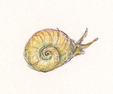 Flat Periwinkle
