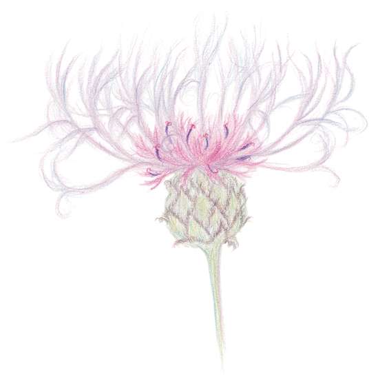Centaurea