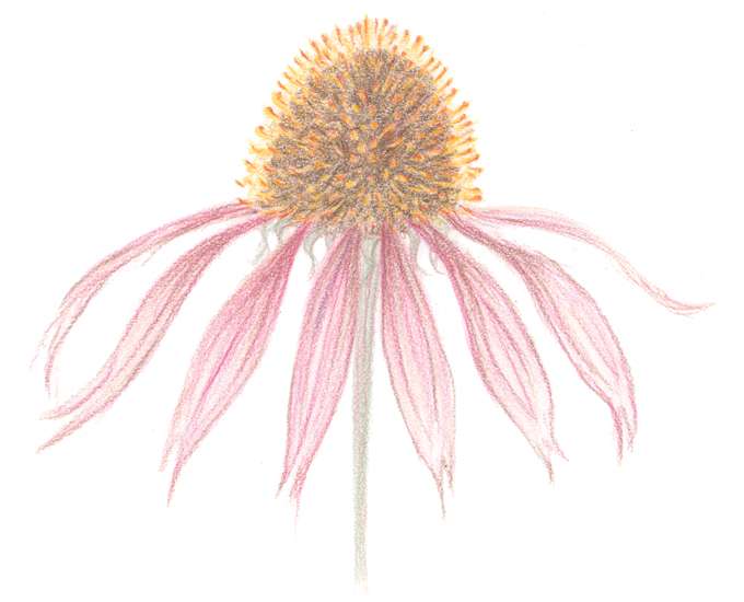 Coneflower