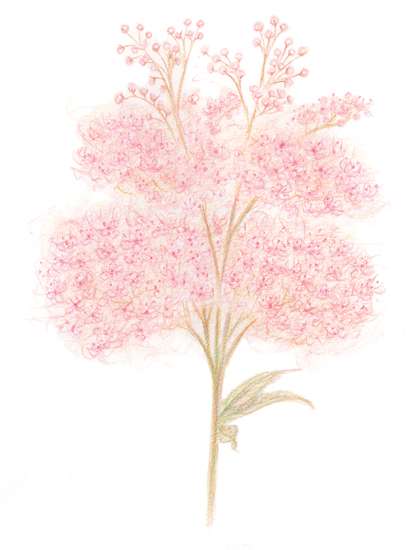 Meadowsweet