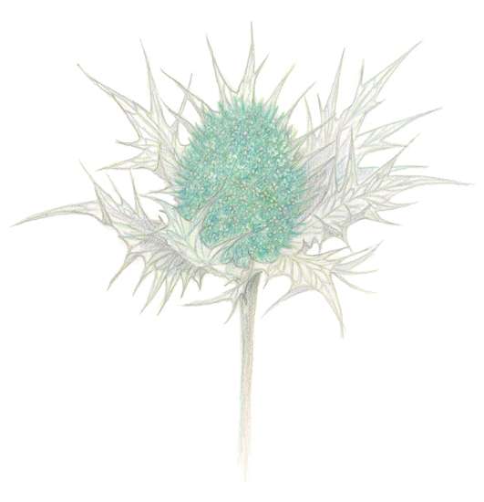 Sea Holly
