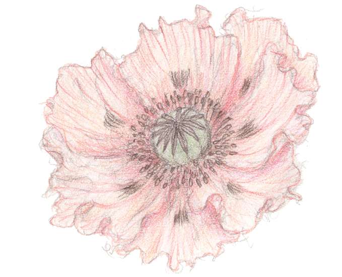 Opium Poppy