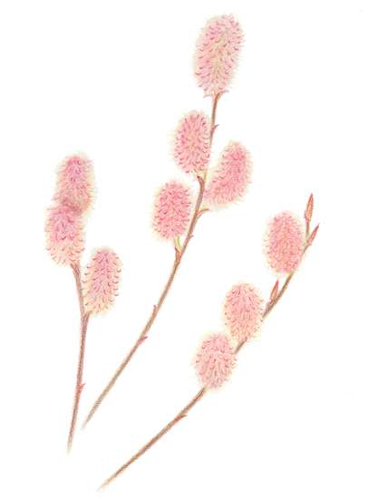 Pink Willow