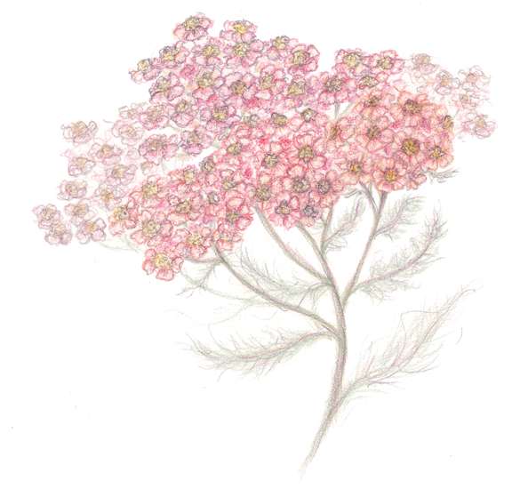 Pink Yarrow
