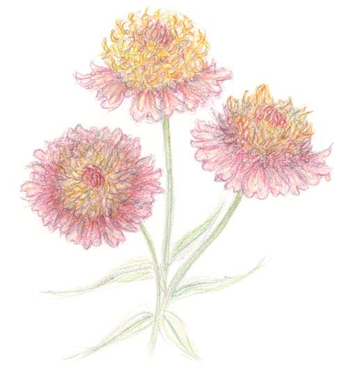 Zinnia